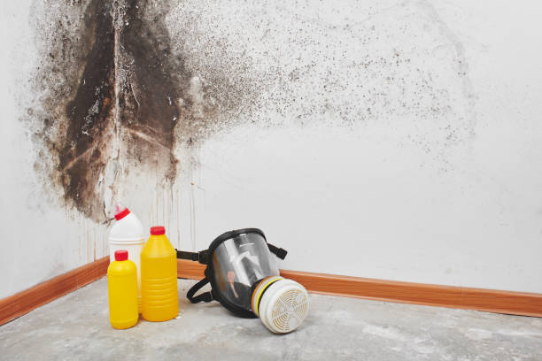 Best Professional Mold Removal  in Waukon, IA