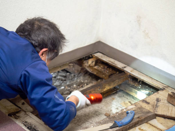 Best Commercial Mold Removal  in Waukon, IA
