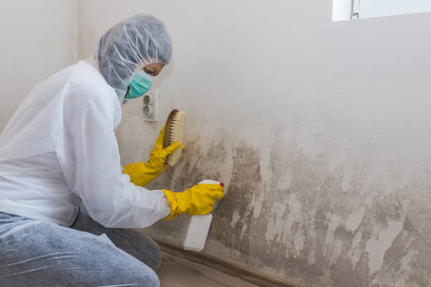 Best Mold Cleaning Services  in Waukon, IA