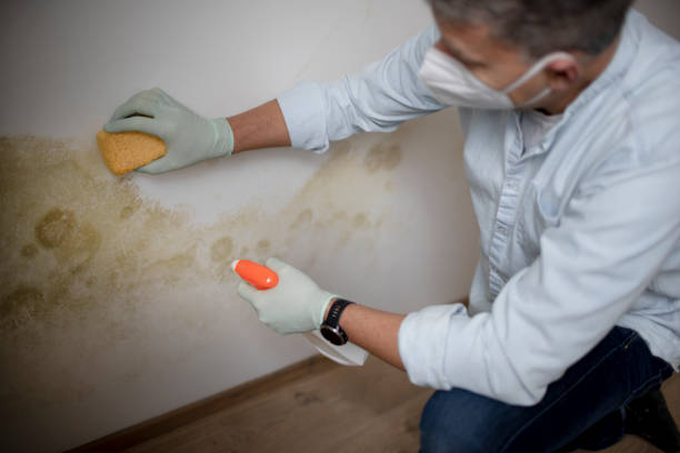 Best Home Mold Removal  in Waukon, IA
