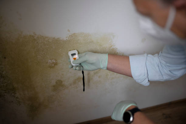 Best Mold Testing  in Waukon, IA