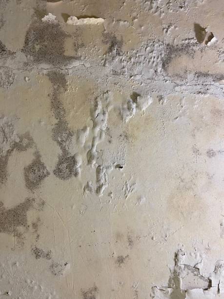 Best Residential Mold Removal  in Waukon, IA