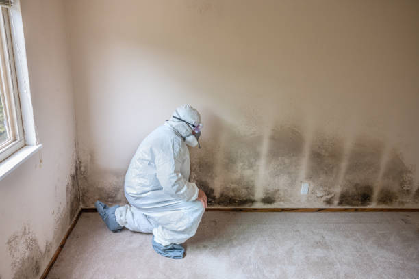 Office Mold Removal Services in Waukon, IA
