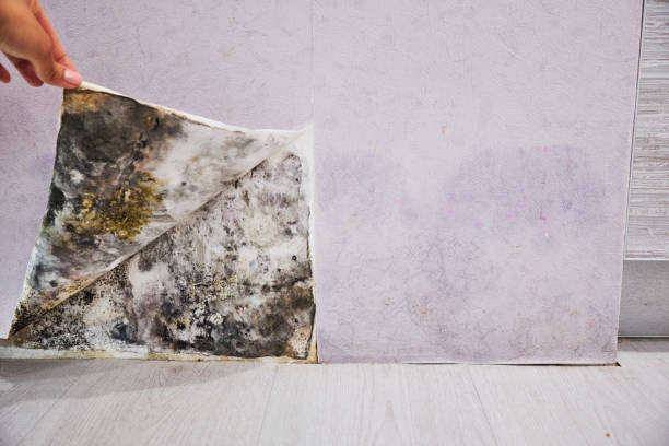 Best Mold Removal Near Me  in Waukon, IA
